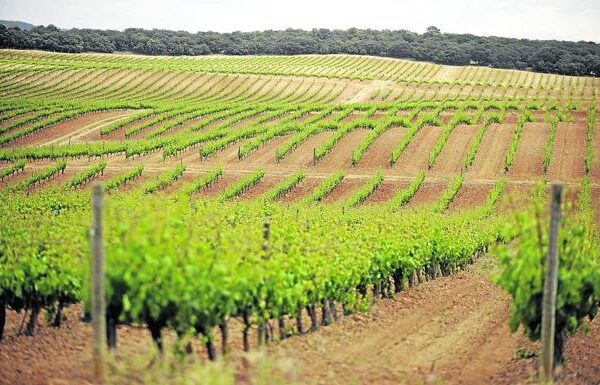 Trabajo, familia y fe Pérez Pascuas de Pedrosa de Duero