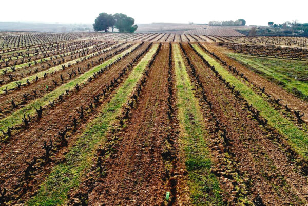 Winter Pruning