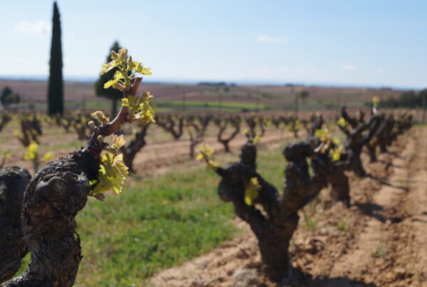 Viñedo sostenible