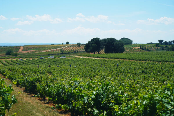 Viñedo sostenible