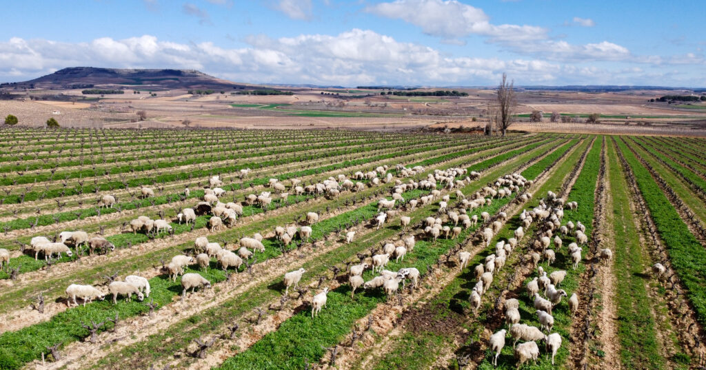 Pastoreo de ovejas. Agricultura regenerativa y ecológica. Ribera del Duero