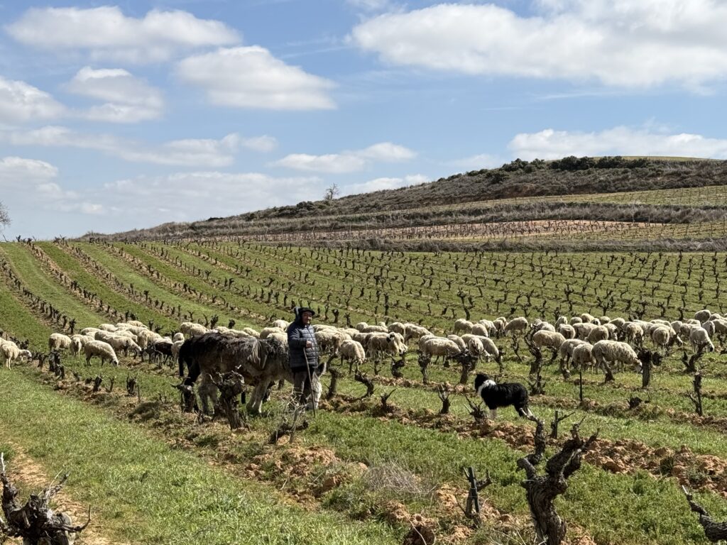 Pastoreo de ovejas viñedos Viña Pedrosa Ribera del Duero