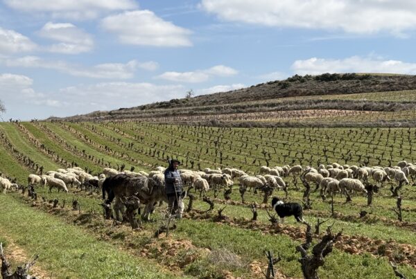 Pastoreo de ovejas viñedos Viña Pedrosa Ribera del Duero